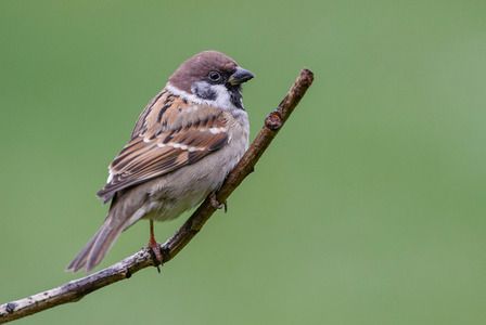 Eurasian Tree Sparrow - Passer montanus, common perching bird from European gardens and woodlands, Zlin, Czech Republic.