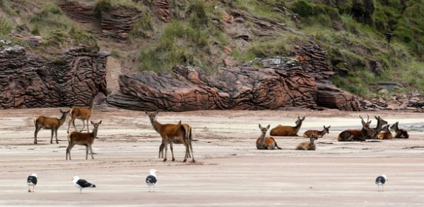 Red deer on a beach on the Isle of Rum