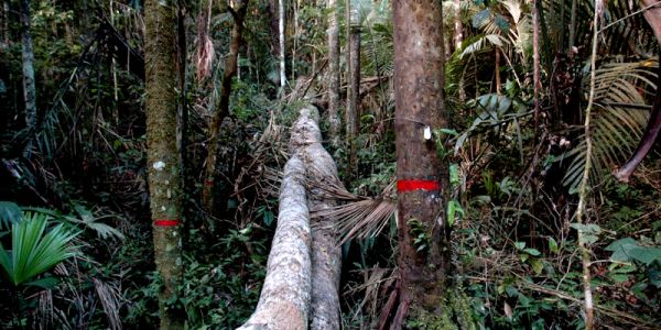 A dead tree in the Amazon rainforest