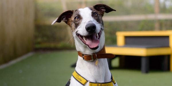 A greyhound wearing a Dogs Trust harness looks at the camera with its mouth open.