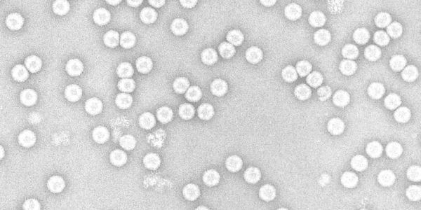 A microscopic view of poliovirus, which looks like clusters of white dots on a grey background