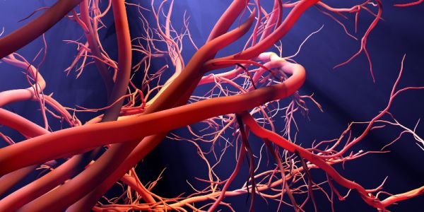 An illustration of capillaries
