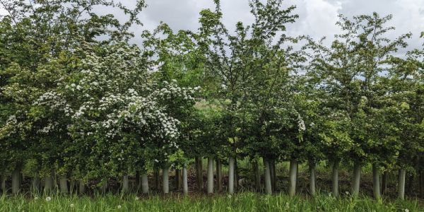 A young hawthorn hedge on the edge of a field