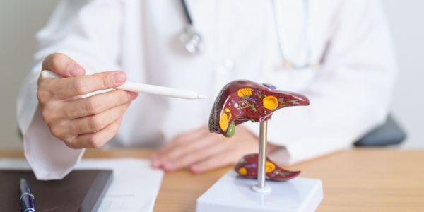 A doctor pointing to a model of a human liver