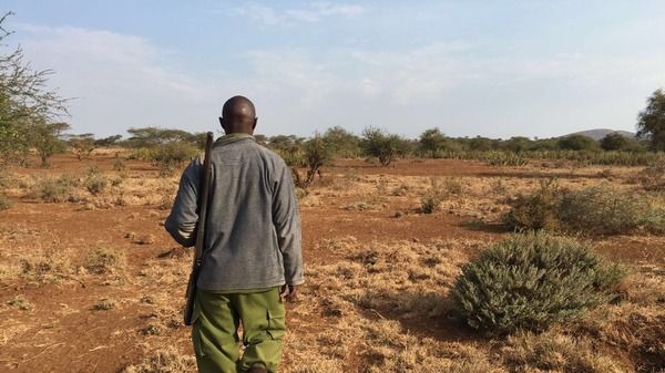 A wildlife ranger, seen from behind, walks across an open landscape scattered with trees