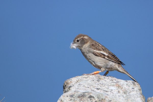 A female house sparrow with nest material in its mouth