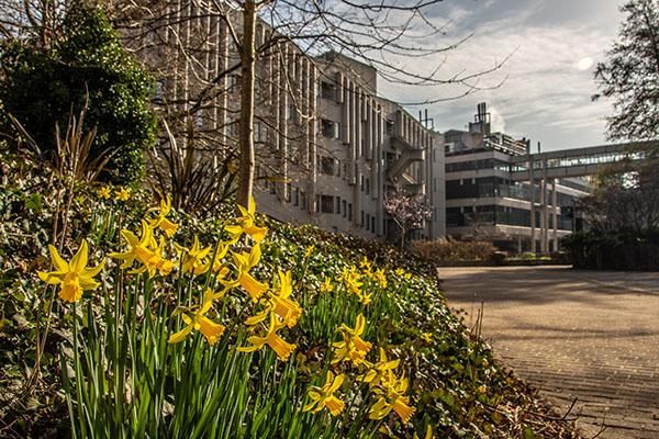 A bed of daffodils with the Roger Stevens building in the background