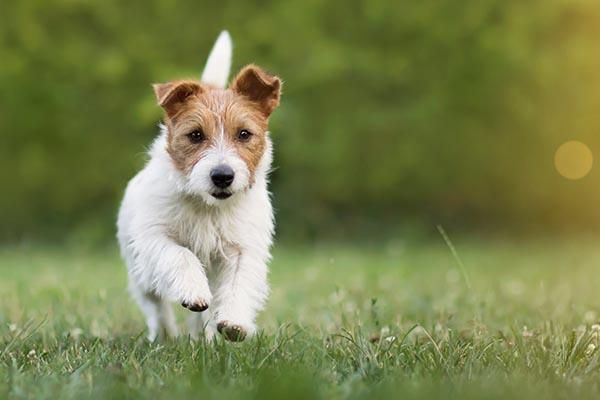 A Jack Russell terrier running in a field