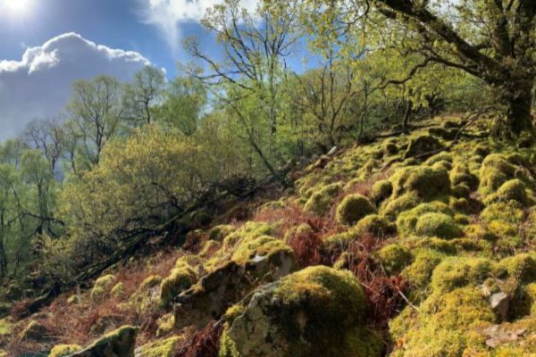 A temperate rainforest in Ennerdale, Cumbria, showing trees and moss in the foreground against a blue sky