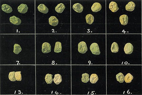 Photograph illustrating the deep-green-to-lemon-yellow range of colours found in hybrid pea seeds, from a 1902 article by W. F. R. Weldon.