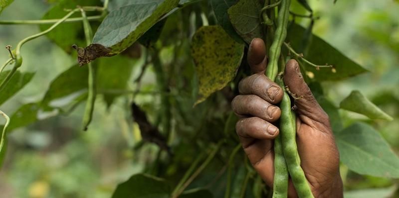 Batwa Indigenous People farming beans in Uganda.