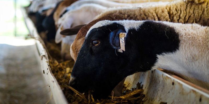 Stock image of a sheep eating. Uploaded April 2021.