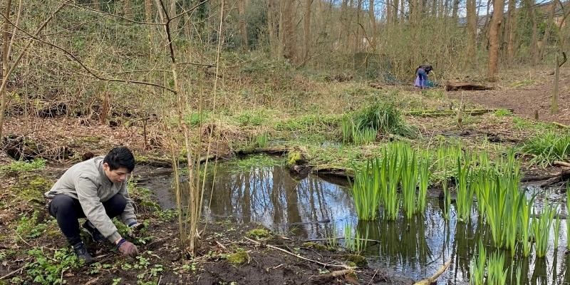 Community Outreach Officer Beatrice Cook is removing seedlings of the invasive Himalayan Balsam.