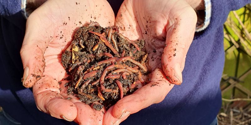 A pair of cupped hands containing a pile of earthworms and soil