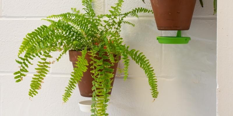 Two plant pot holders can be seen fixed to a wall without brackets.