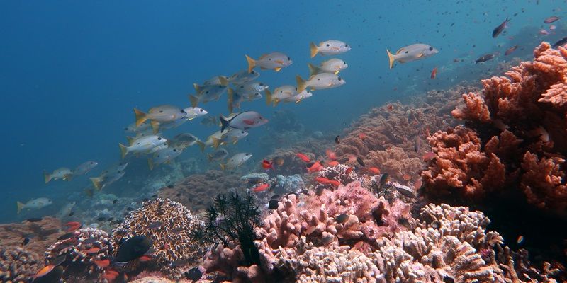 A shoal of fish swimming among a coral reef in a vivid blue sea