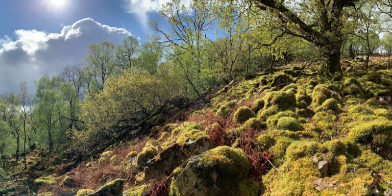 A temperate rainforest in Ennerdale, Cumbria, showing trees and moss in the foreground against a blue sky