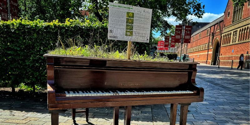 An upcycled grand piano repurposed into a planter for wildflowers, with a sign giving more information about the University's mini meadows team.