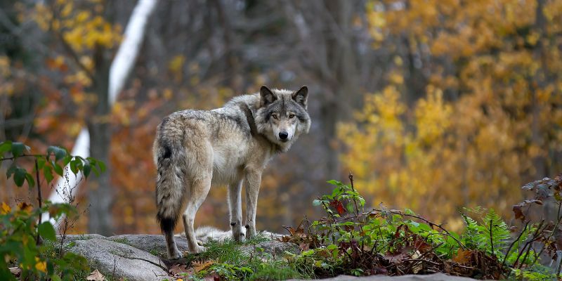 A timber wolf stands on a rock in woodland in Quebec, Canada.