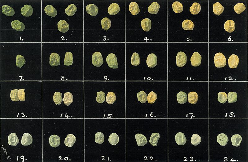 Photograph illustrating the deep-green-to-lemon-yellow range of colours found in hybrid pea seeds, from a 1902 article by W. F. R. Weldon.